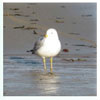 Seagull in Malibu