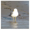 Seagull in Malibu
